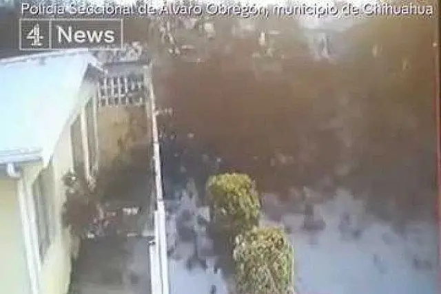 Queda repentina de pássaros no México é alvo de investigação