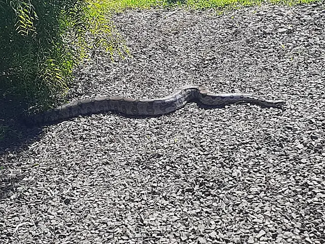 PMA captura serpente de 2 metros no pátio de loja em Campo Grande