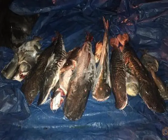 PMA apreende 43kg de pescado ilegal retirado do Rio Aquidauana
