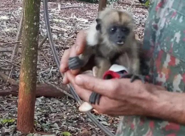 PMA resgata bugio abandonado em propriedade rural