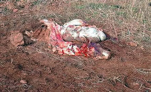 Capataz encontra vaca abatida em fazenda e denuncia caso à Polícia Civil