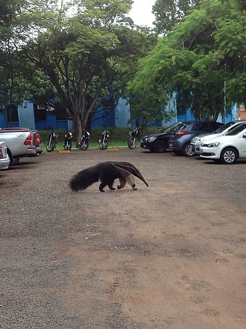 Tamanduá é flagrado ‘dando rolê’ na prefeitura de Aquidauana