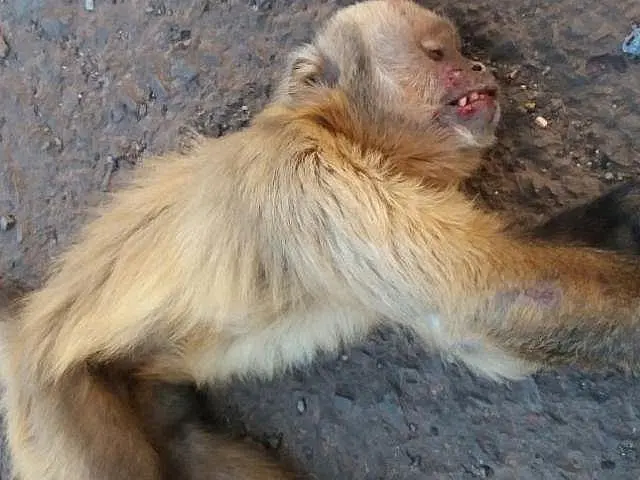 Carro em alta velocidade atropela filhote de macaco-prego em Campo Grande