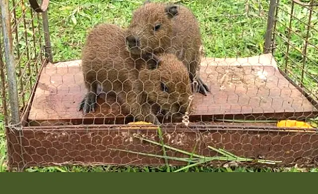 PMA captura filhotes de capivara