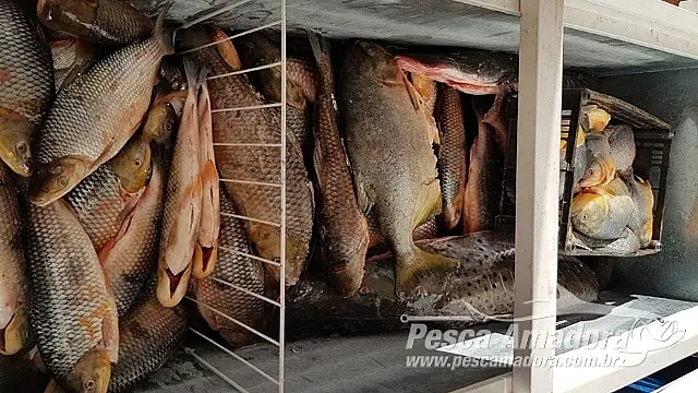 Mulher anuncia venda em rede social de pescado ilegal de Miranda e acaba presa