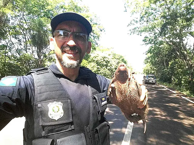 Em BR onde vários animais morrem atropelados, PRF ajuda filhote de tatu na travessia