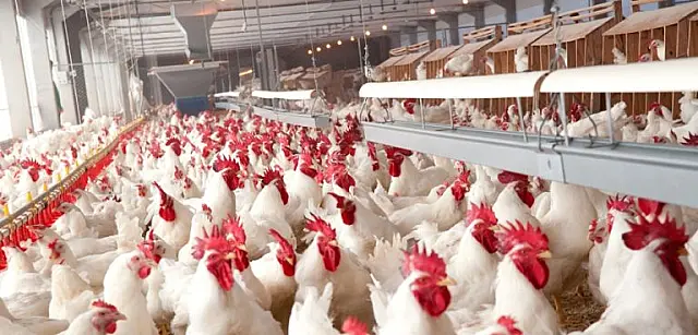 Governo divulga valor real do frango para abate e aumenta transparência no setor avícola