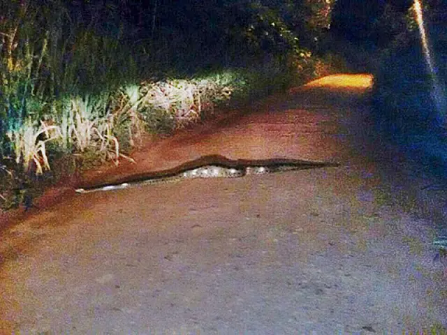 Em plena via urbana, entregador de pizza flagra sucuri de dois metros