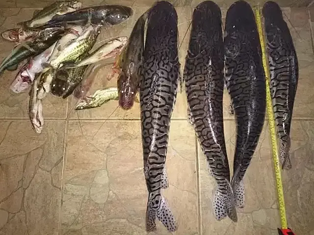 Jovem de Anastácio é preso por pesca predatória no Rio Aquidauana