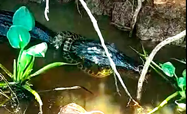 Homem flagra jacaré comendo sucuri no Pantanal