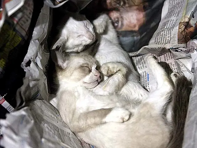 Mulher é detida suspeita de matar 30 gatos e cachorros