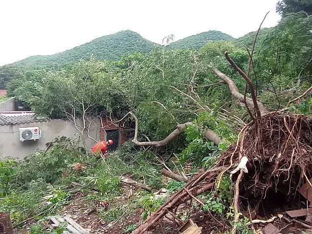 Temporal derruba árvores de grande porte sobre duas casas em Corumbá