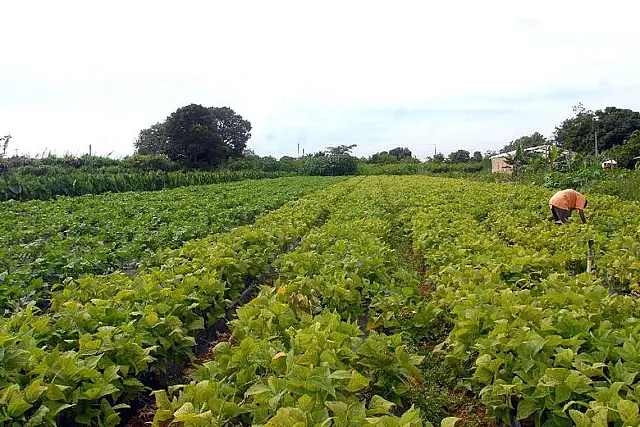 Redes de supermercados contribuem para pobreza no campo, diz estudo