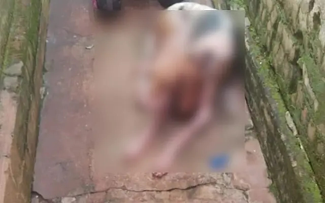 PMA autua homem por maus-tratos a cachorros
