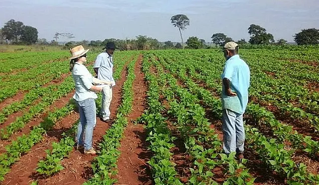 Comunidades indígenas receberão 137 toneladas de sementes no MS