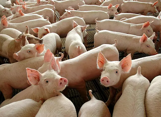 Caem as exportações de carne suína em MS, mas tendência econômica é de elevação
