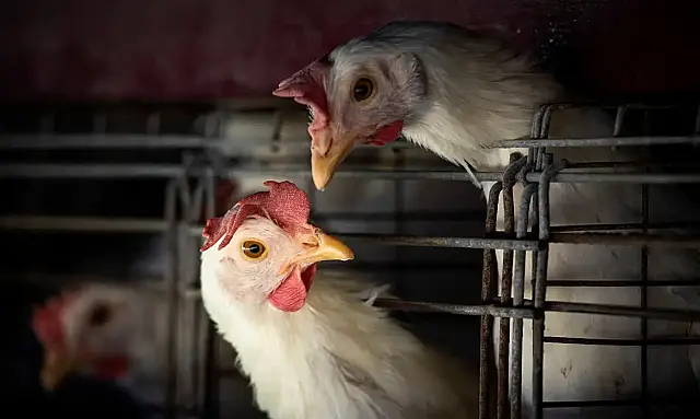 Gripe aviária: risco global para a saúde humana é baixo, diz OMS
