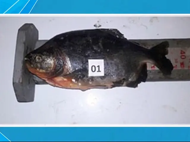 Pescador perde 40 kg de pescado com medida ilegal após anúncio de venda em rede social