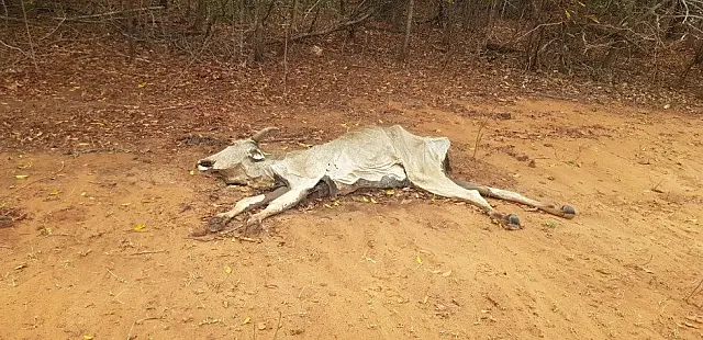 Produtor rural é multado em R$ 1 milhão após gado morrer de fome e sede em Rio Negro