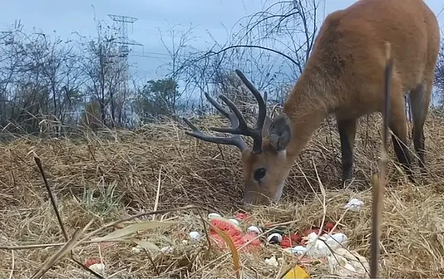 Grupo técnico atua em ações de fuga e aporte nutricional dos animais no Pantanal
