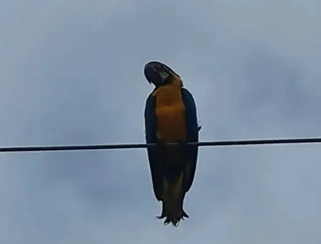 PMA captura filhote de arara em fio de alta tensão