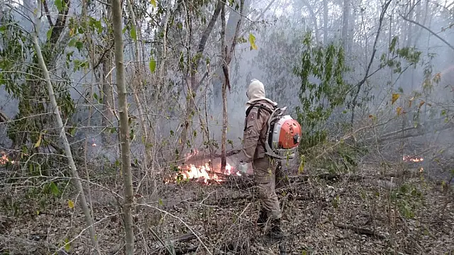 Incêndios destroem a fauna e a flora pantaneira