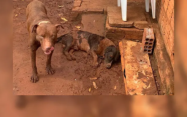 Pitbull mata cão menor e responsável acaba na delegacia em MS