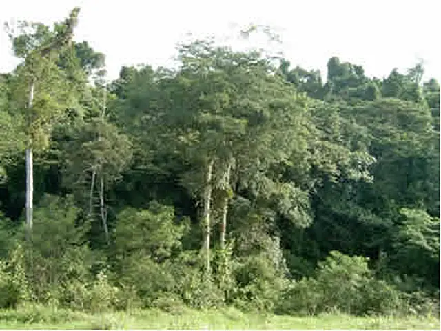 Mata Atlântica perdeu 13 mil hectares em um ano