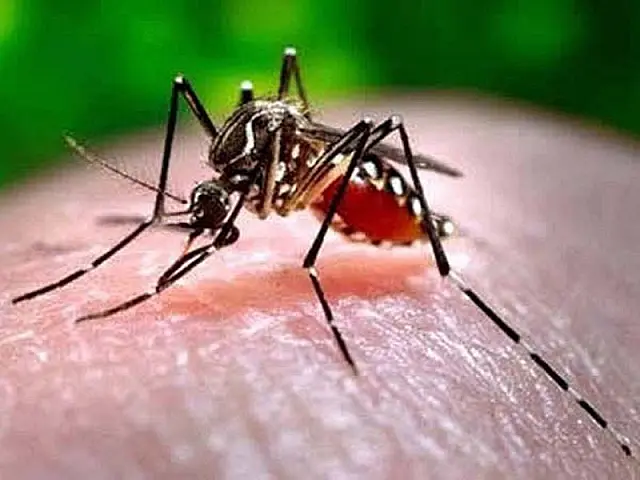 Aquidauana e Anastácio somam 92 casos de dengue este ano