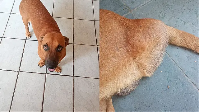 Moradora de Aquidauana faz apelo para pagar cirurgia do cão com hérnia perineal
