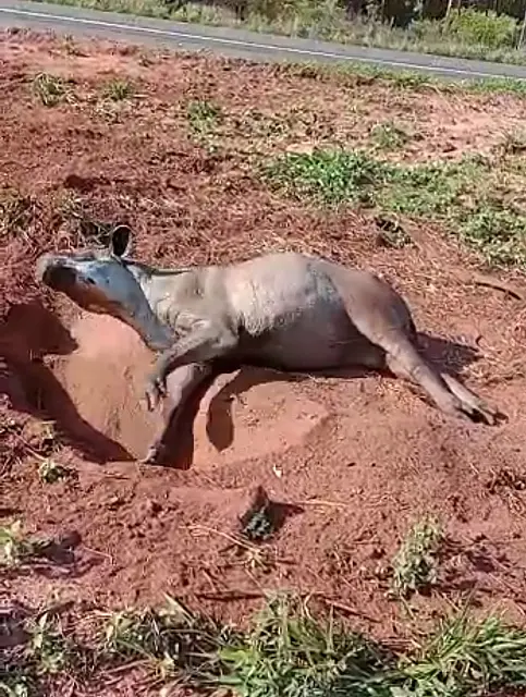PMA resgata anta atropelada na BR-262