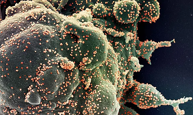OMS: origem da covid-19 em acidente de laboratório deve ser apurada