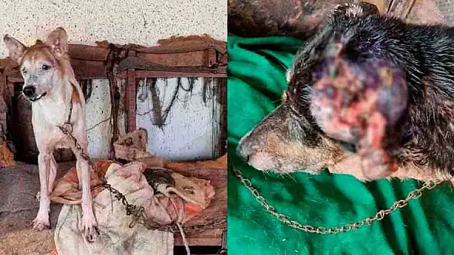 Mulher é presa por manter 22 gatos e cães doentes em casa