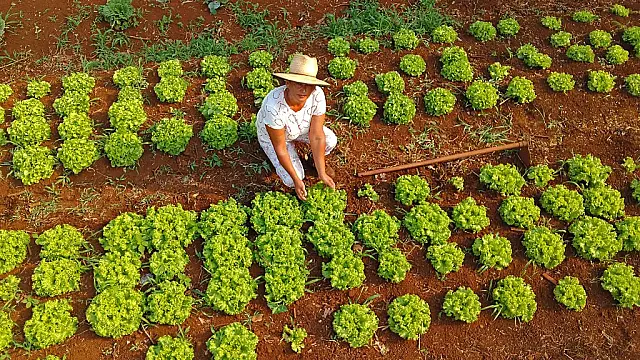 Mãos do campo e das aldeias levam comida sustentável e de qualidade para mesa