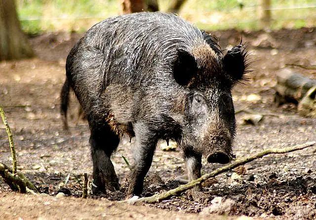 Corumbá: idoso se fere com tiro ao se defender de invasão de porcos do mato em fazenda