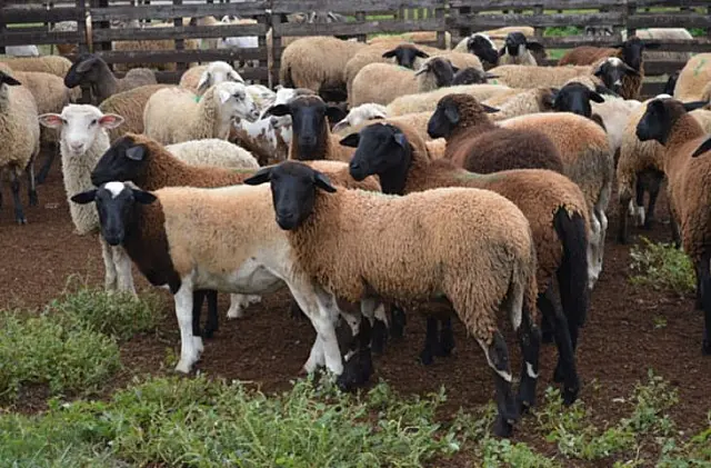Livre de febre aftosa, Iagro estabelece normas para trânsito de ovinos e caprinos