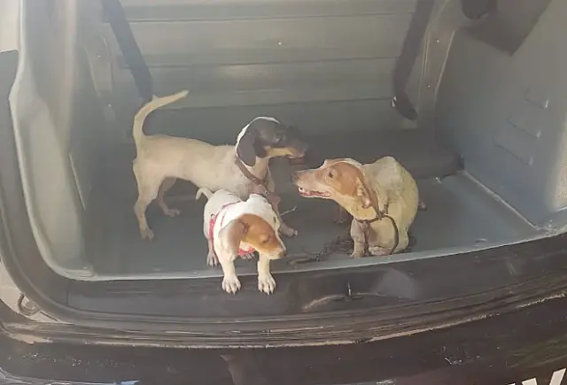 Policiais resgatam três cachorros vítimas de maus-tratos