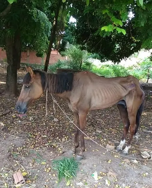 Homem é preso por deixar égua ferida, presa sem água e sem alimento