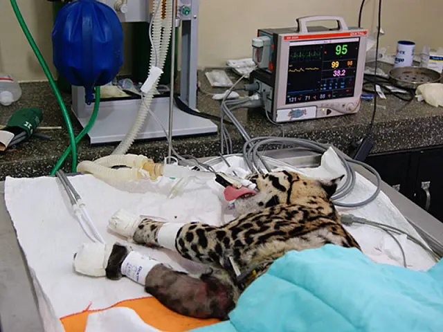 MS: jaguatirica se recupera bem após cirurgia no Cras