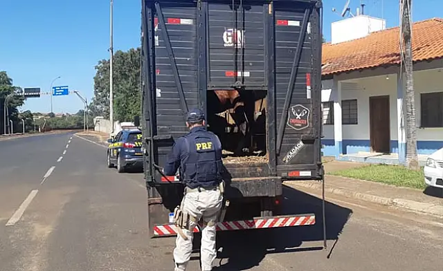 PRF e Iagro apreendem cavalos transportados sem documentação