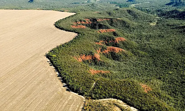 Cerrado tem alta de 19% nos alertas de desmatamento