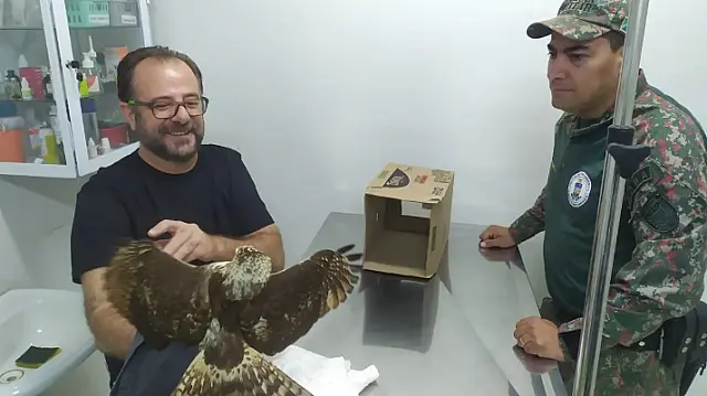 PMA captura gavião preso em residência