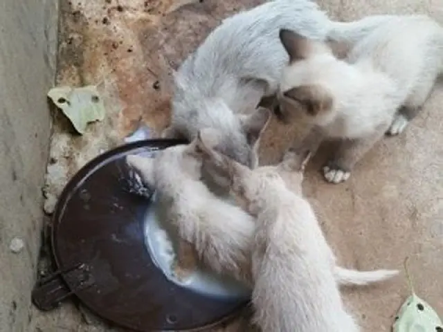 Polícia encontra quatro gatinhos abandonados na BR-262, em Anastácio
