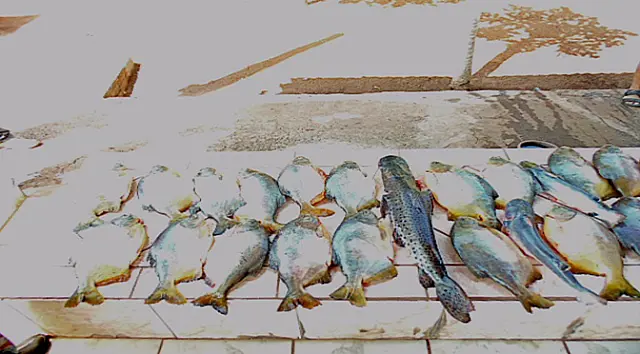 Cinco turistas são multados em R$ 9 mil por pesca predatória
