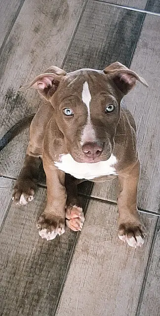 Mulher agride filha e mata filhote de pitbull com pancada