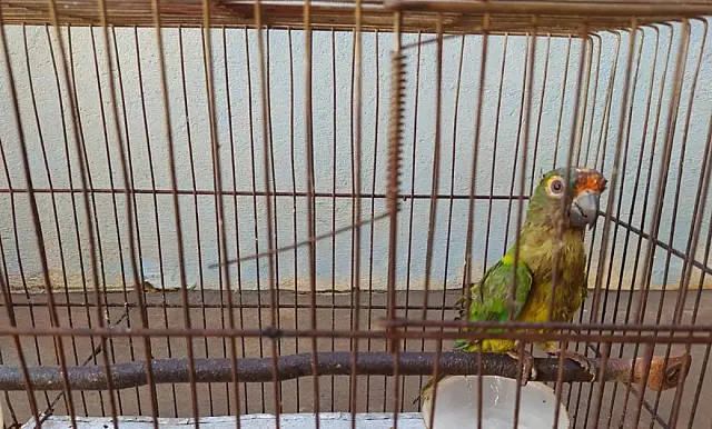 Infrator é preso por maus tratos contra animais