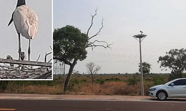 Primeiros filhotes de tuiuiús em ninho artificial chamam atenção de quem passa pela BR-262