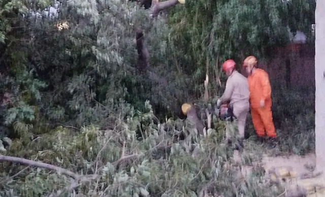 Queda de galho danifica residência no bairro Maria Leite em Corumbá