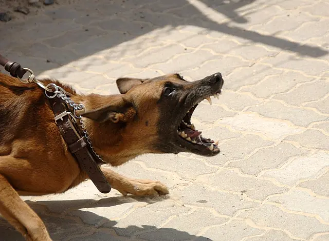 Criança de 1 ano e meio atacada por cachorro é transferida para Capital