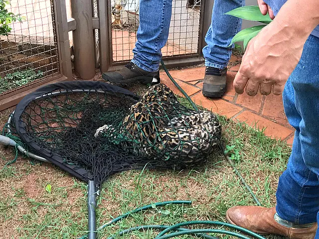 Moradora encontra jaguatirica no quintal e PMA tem trabalho para capturar animal